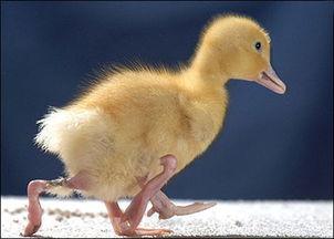 老鸭鸨免费国产在线观看,免费国产在线观看，揭秘神秘世界