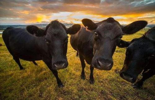 国产在线碰碰牛