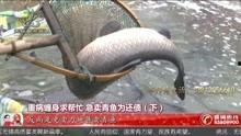 青鱼吧国产在线,探索东方水族文化的魅力世界